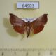 64903p Crambidae Hydrorybina polusalis Thailand $6