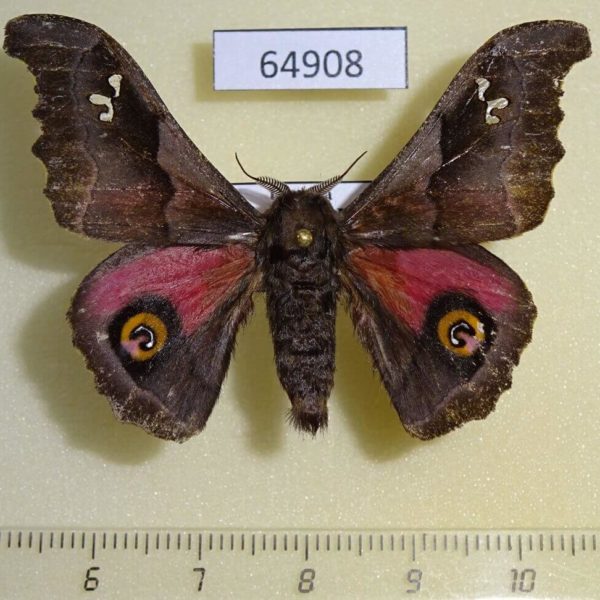 Saturniidae Ludia orinoptena leonardo Uganda