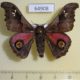 64908p Saturniidae Ludia orinoptena leonardo Uganda $12