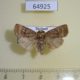 64925p Noctuidae Athetis lineosa Thailand $6