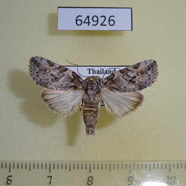 Noctuidae Characoma metalophota Thailand