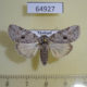 64927p Noctuidae Characoma metalophota f Thailand $8
