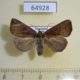 64928p Noctuidae sp. Thailand $10