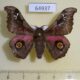 64937p Saturniidae Ludia orinoptena leonardo Uganda $9