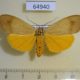 64940p Noctuidae Digama aganais Uganda $10