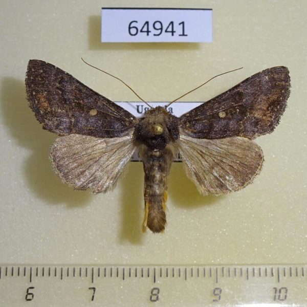 Noctuidae Thysanoplusia turlini Uganda