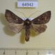 64942p Noctuidae Thysanoplusia turlini Uganda $12