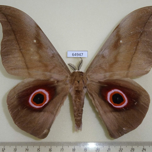 Saturniidae Lobobunaea phaedusa Uganda