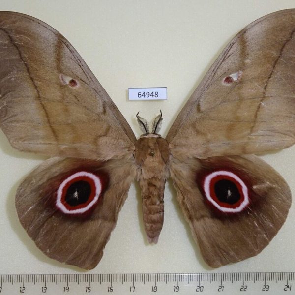 Saturniidae Lobobunaea phaedusa Uganda