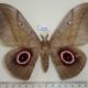 64948p Saturniidae Lobobunaea phaedusa Uganda $30