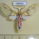 64951p Arctiidae Callobalacra rubrostriata Uganda $30
