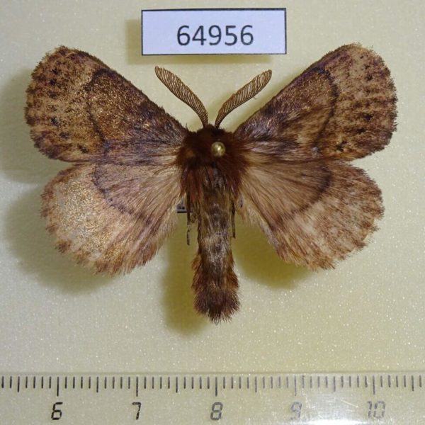 Lasiocampidae Philotherma sp. leucocyma Uganda