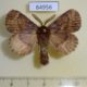 64956p Lasiocampidae Philotherma sp. leucocyma Uganda $12
