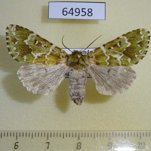 Noctuidae Nyodes argentea f Uganda