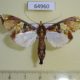 64960p Crambidae Terastia egialealis Thailand $10