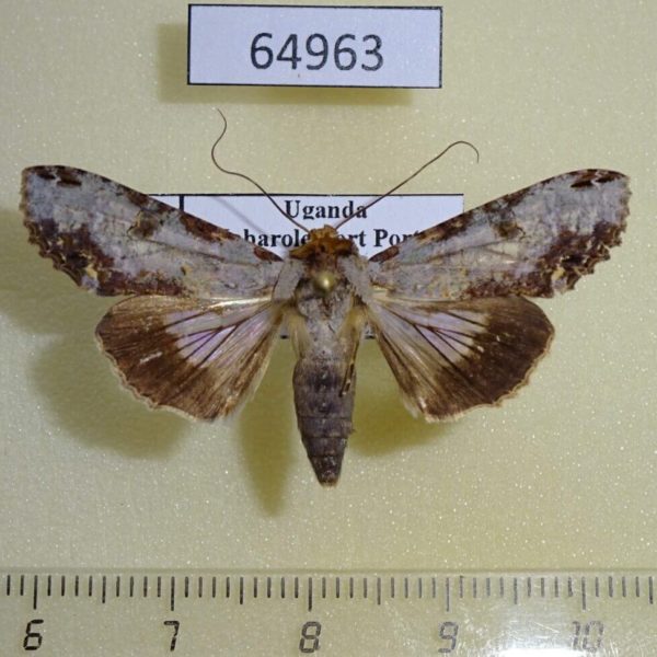 Euteliidae Stictoptera sp. Uganda