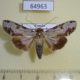 64963p Noctuidae Stictoptera sp. Uganda $9