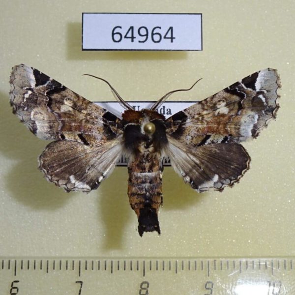 Euteliidae Eutelia bowkeri Uganda
