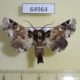 64964p Noctuidae Eutelia bowkeri Uganda $15