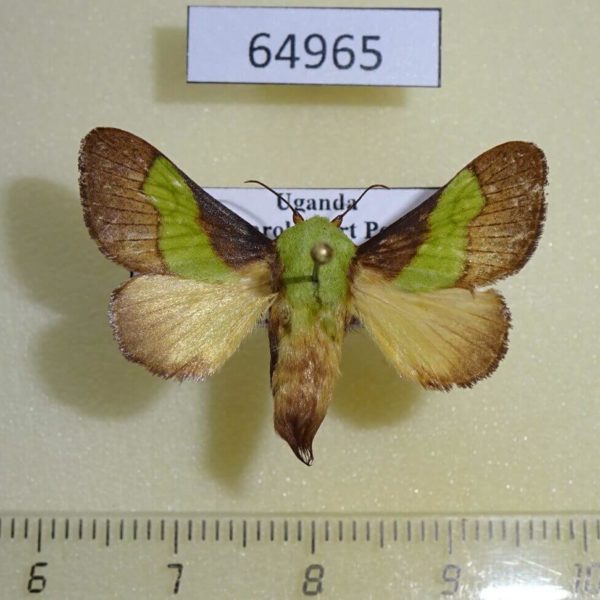Limacodidae Parasa trapezoidea Uganda