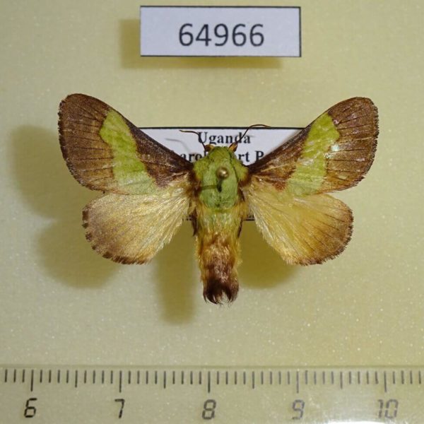 Limacodidae Parasa trapezoidea Uganda