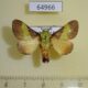 64966p Limacodidae Parasa trapezoidea Uganda $8