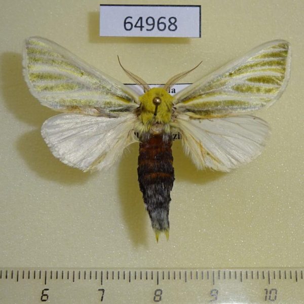 Notodontiidae Antheua simplex Uganda