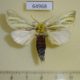 64968p Notodontiidae Antheua simplex Uganda $7