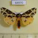 64970p Arctiidae Seydelia turlini Uganda $20