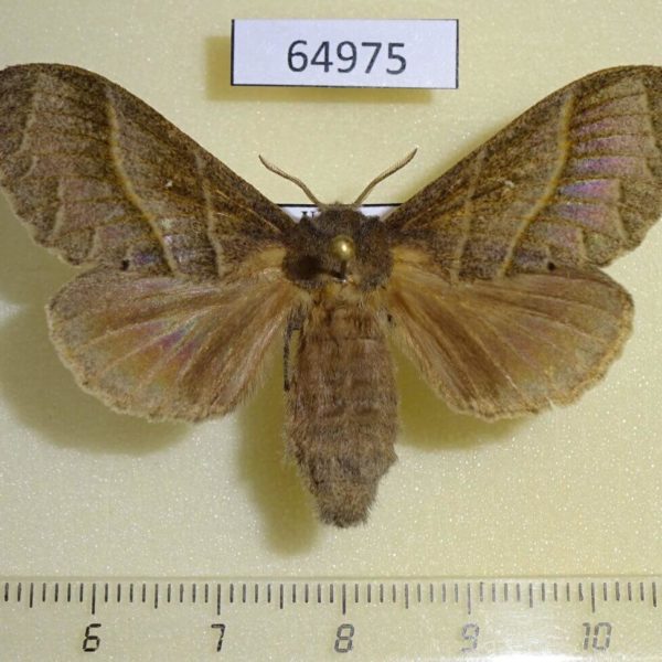 Lasiocampidae Bombycopsis metallicus f Uganda