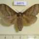 64975p Lasiocampidae Bombycopsis metallicus f Uganda $18