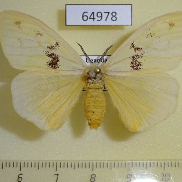 Lymantridae sp. f Uganda