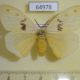 64978p Lymantridae sp. f Uganda $15