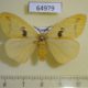 64979p Lymantridae sp. Uganda $12