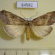 64982p Notodontiidae Elaphrodes duplex Uganda $10