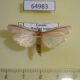 64983p Pyralidae Peoria ochrineurella Uganda $6