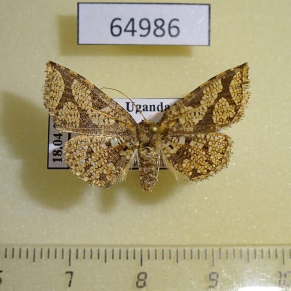 Thyrididae Striglina clathrata Uganda