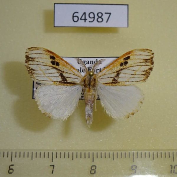 Lymantridae Jacksoniana striata Uganda
