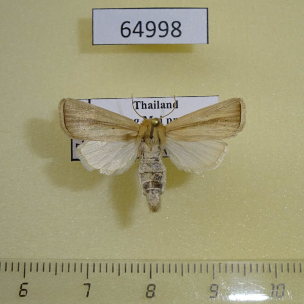 Noctuidae Sesamia inferens Thailand
