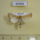 64998p Noctuidae Sesamia inferens Thailnad $7
