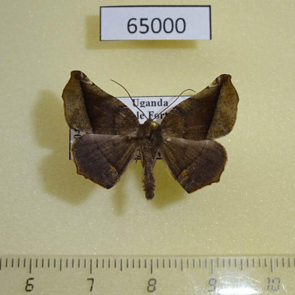 Geometridae Mesocoela obscura Uganda