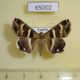 65002p Noctuidae Grammodes stolida Uganda $10