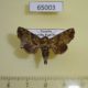 65003p Noctuidae Eutelia sp. symphonica Uganda $12