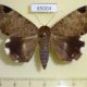 65004p Noctuidae Achaea lienardi Uganda $13