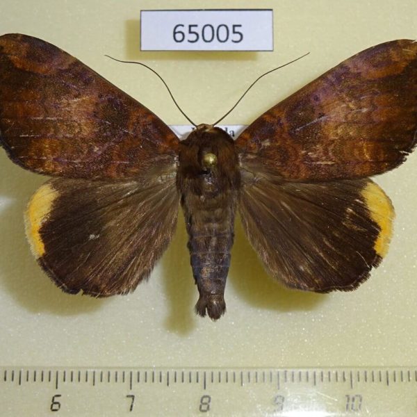 Noctuidae Achaea ezea Uganda