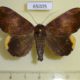 65005p Noctuidae Achaea ezea Uganda $12