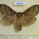 65007p Lasiocampidae Bombycopsis metallicus f Uganda $18