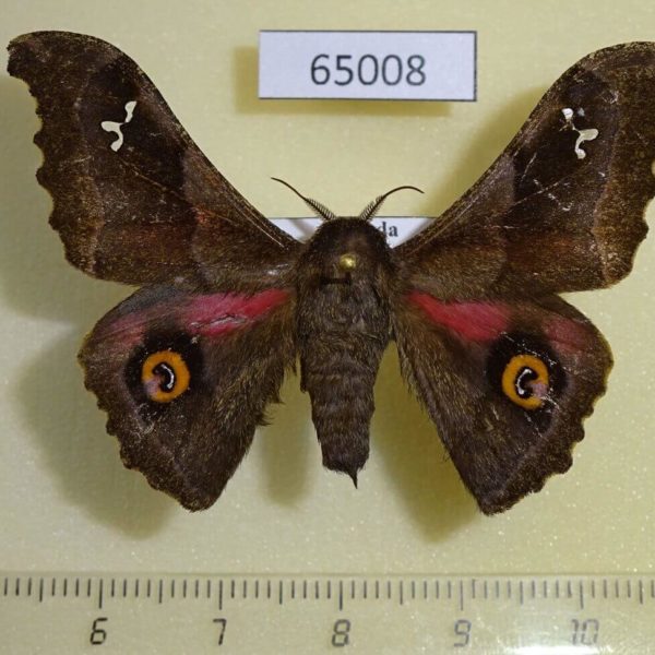 Saturniidae Ludia orinoptena leonardo Uganda