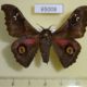 65008p Saturniidae Ludia orinoptena leonardo Uganda $13