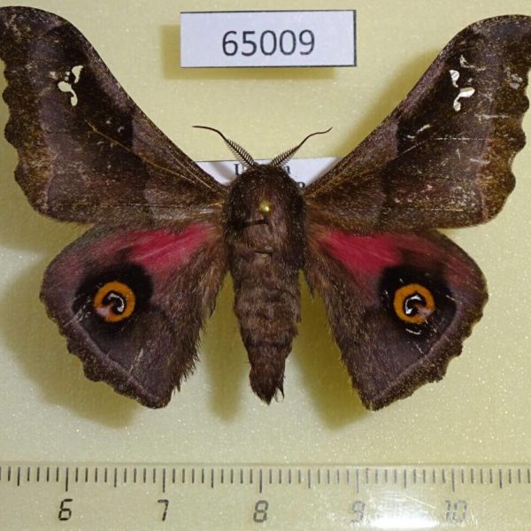 Saturniidae Ludia orinoptena leonardo Uganda